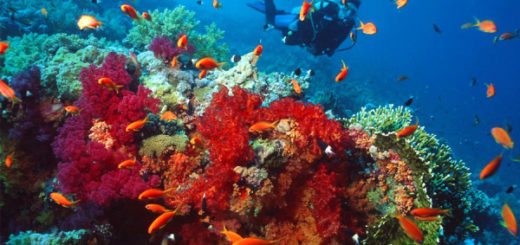 red-sea-diving-sophie-saint-travelettes-600x400